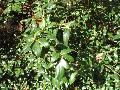 Conoy Viburnum / Viburnum x burkwoodii 